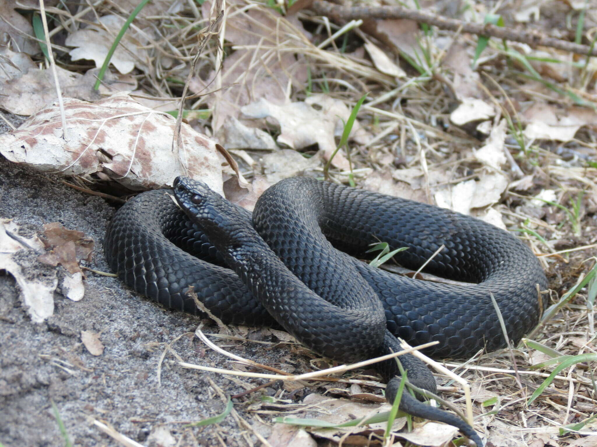 Imagem de Vipera berus nikolskii Vedmederya, Grubant & Rudayewa 1986