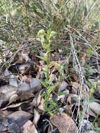 Image of Banded greenhood