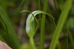 Image of Pterostylis micromega Hook. fil.