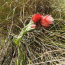 Image of Helichrysum meyeri-johannis Engl.