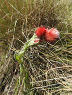 Image of Helichrysum meyeri-johannis Engl.