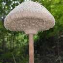 Слика од Macrolepiota detersa Z. W. Ge, Zhu L. Yang & Vellinga 2010