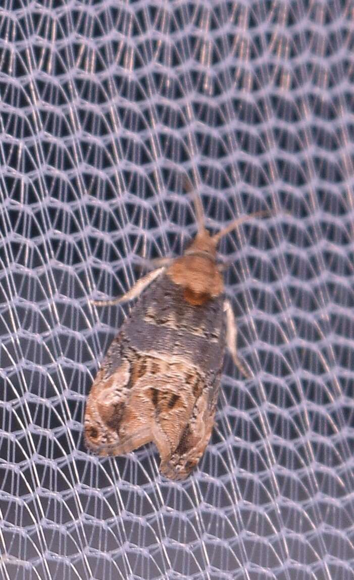 Image of Grape Berry Moth