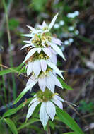 Image of spotted beebalm