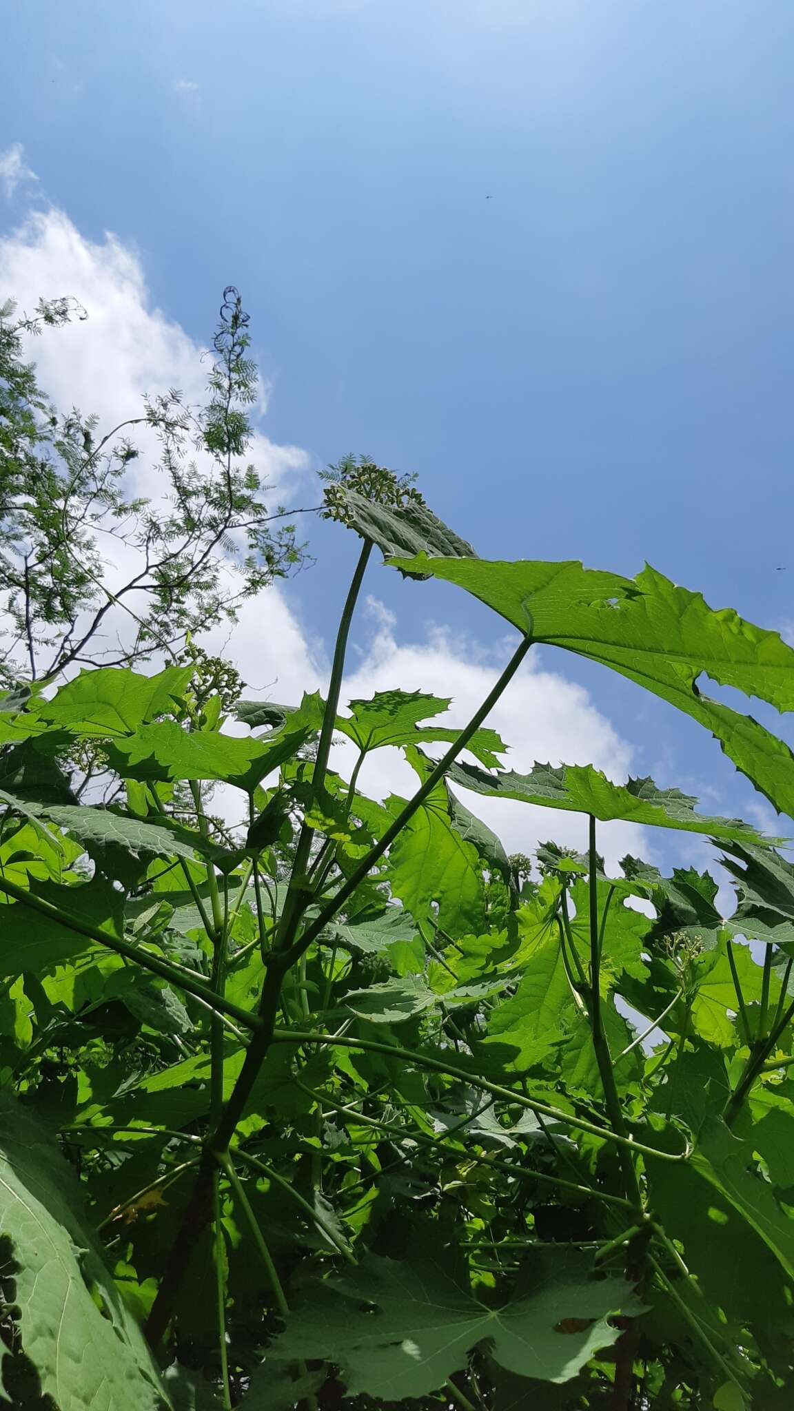 Image of Cnidoscolus sinaloensis Breckon ex Fern. Casas