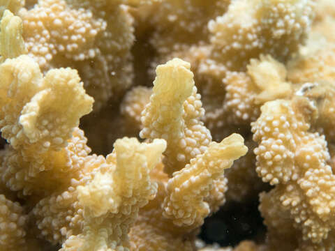 Image of hedgehog coral