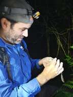 Image of Barahona  Anole