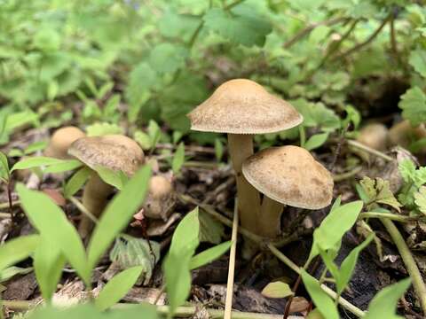 Image of Agrocybe smithii Watling & H. E. Bigelow 1983