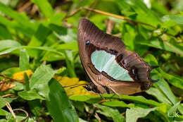 Image of Polyura hebe plautus Fruhstorfer 1898