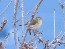 Image of Canary Islands Chiffchaff