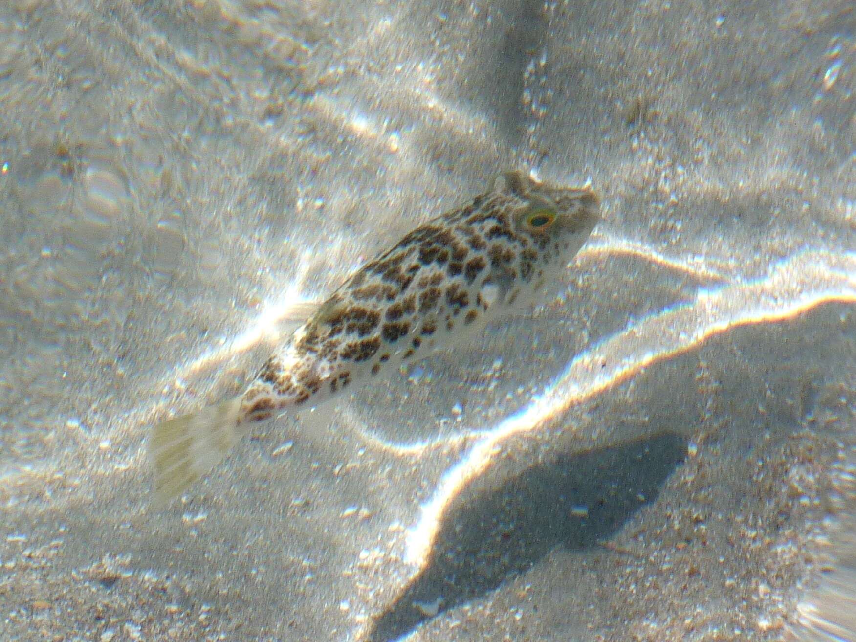 Image of Caribbean Puffer