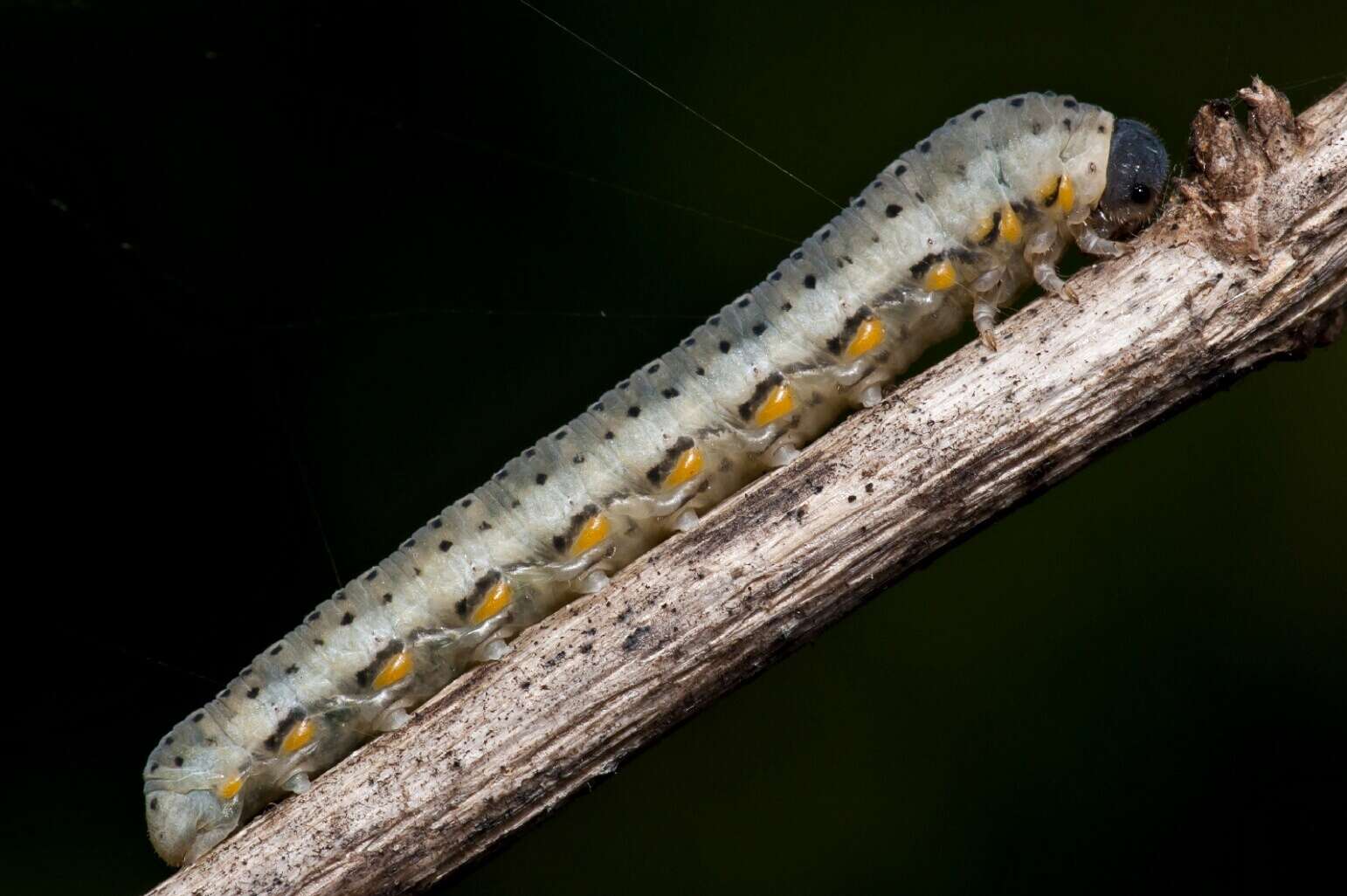 Image of Abia fasciata (Linnaeus 1758)