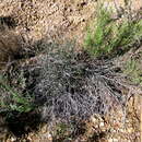 Image of Euphorbia tenax Burch.