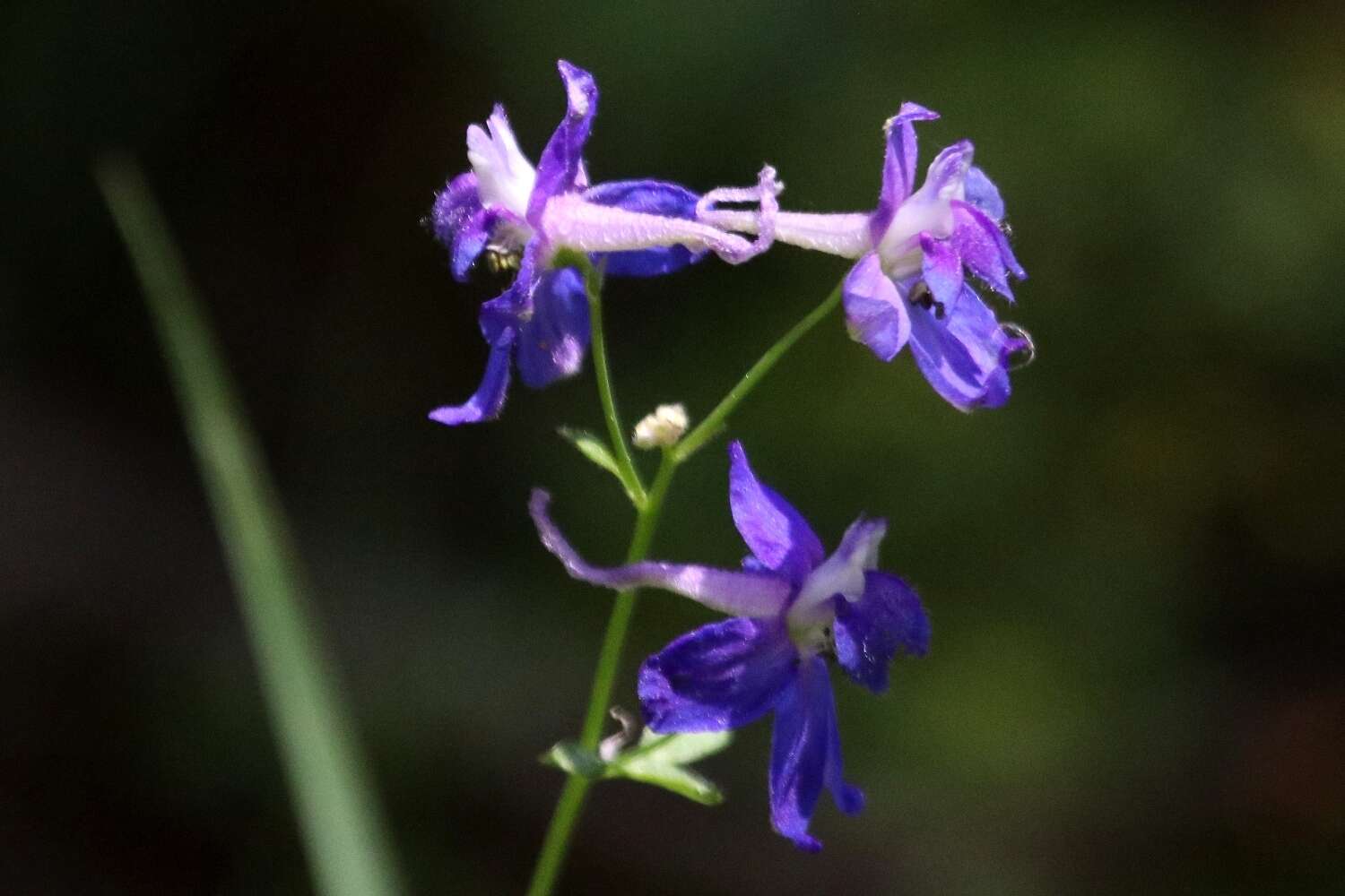 Image of slim larkspur