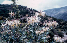 Image de Lonicera splendida Boiss.