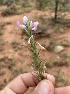 Image of purplewhite owl's-clover