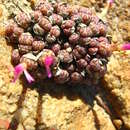 Image of Conophytum obcordellum subsp. rolfii (De Boer) S. A. Hammer