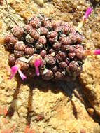 Image of Conophytum obcordellum subsp. rolfii (De Boer) S. A. Hammer