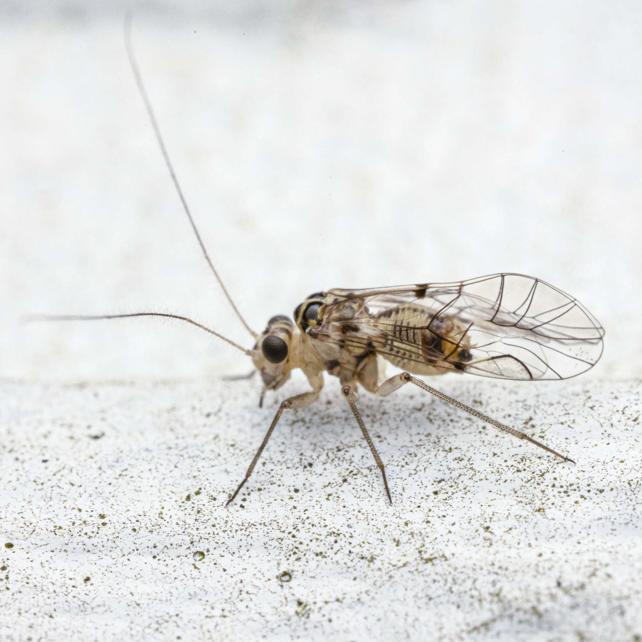 Metylophorus purus (Walsh 1862) resmi