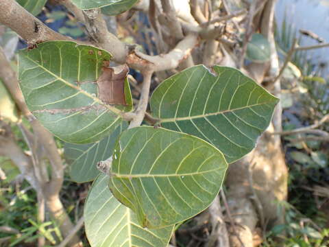 Ficus trichopoda Bak.的圖片