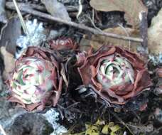 Image of hens and chicks