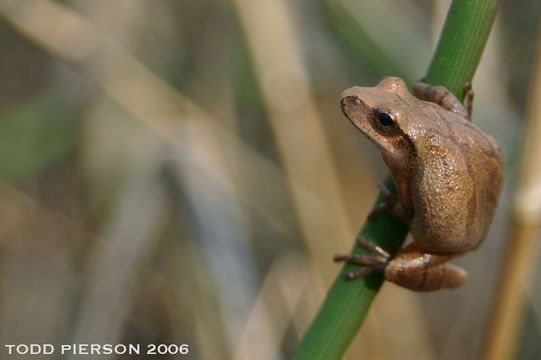Image of Spring Peeper