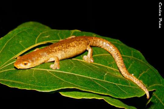 Imagem de Bolitoglossa schizodactyla Wake & Brame 1966