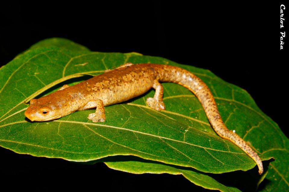 Imagem de Bolitoglossa schizodactyla Wake & Brame 1966