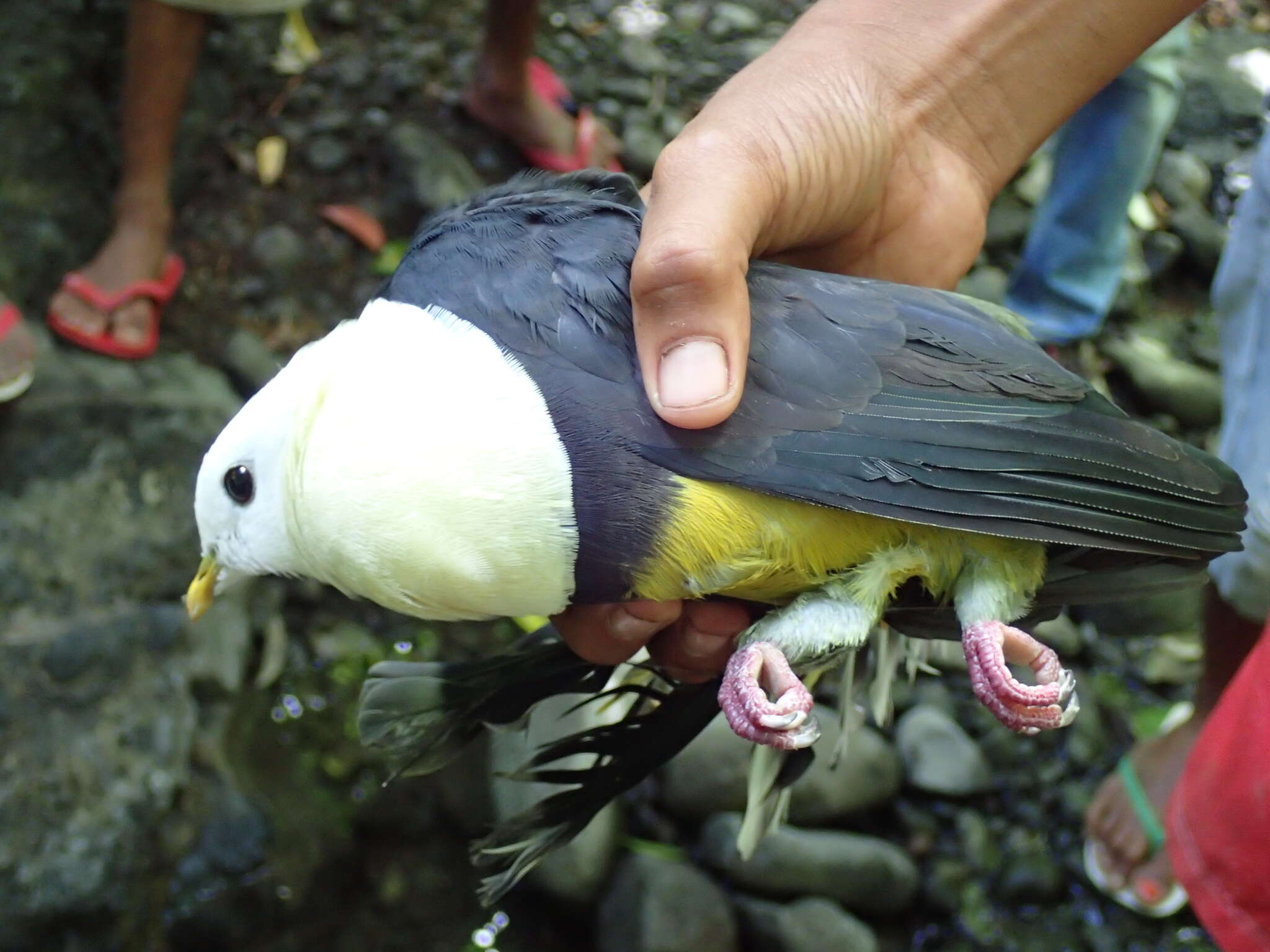 Image of Banded Fruit Dove