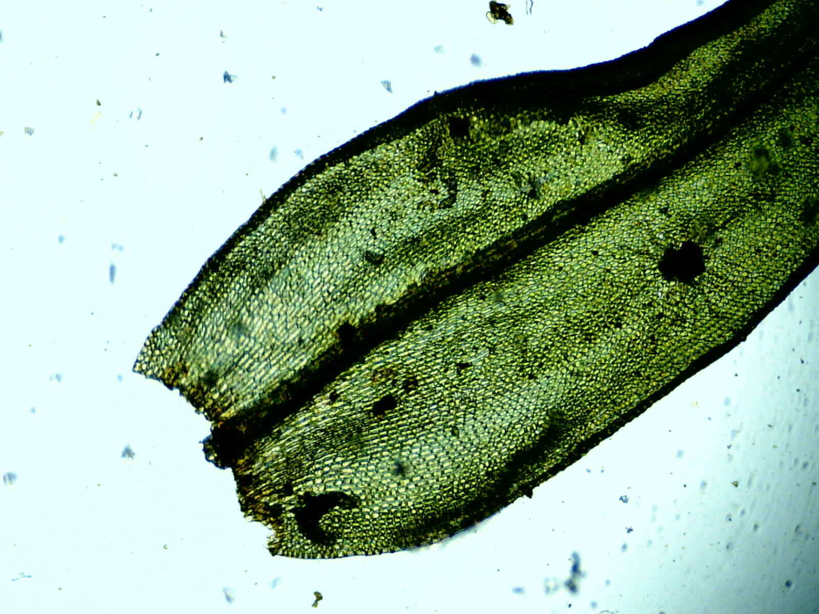 Image of Lewinskya elegans (Schwägr. ex Hook. & Grev.) F. Lara, Garilleti & Goffinet