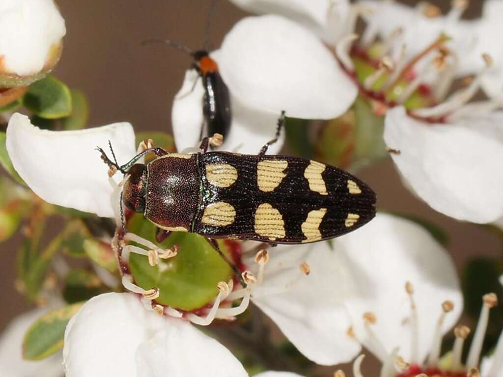 Image of Castiarina decemmaculata (Kirby 1818)