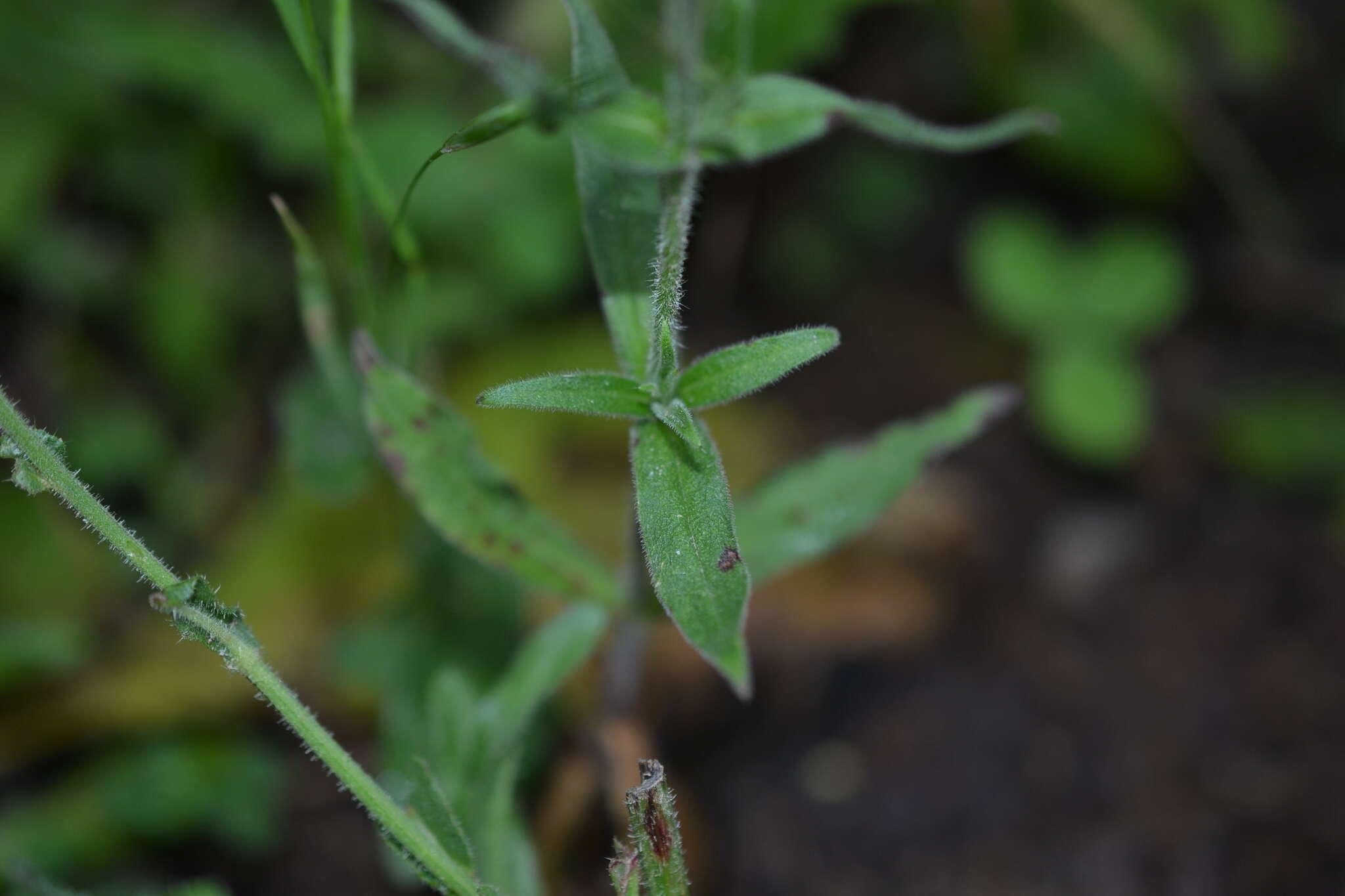 Image of night-flowering campion