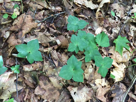 Plancia ëd Hepatica nobilis var. acuta (Pursh) Steyermark