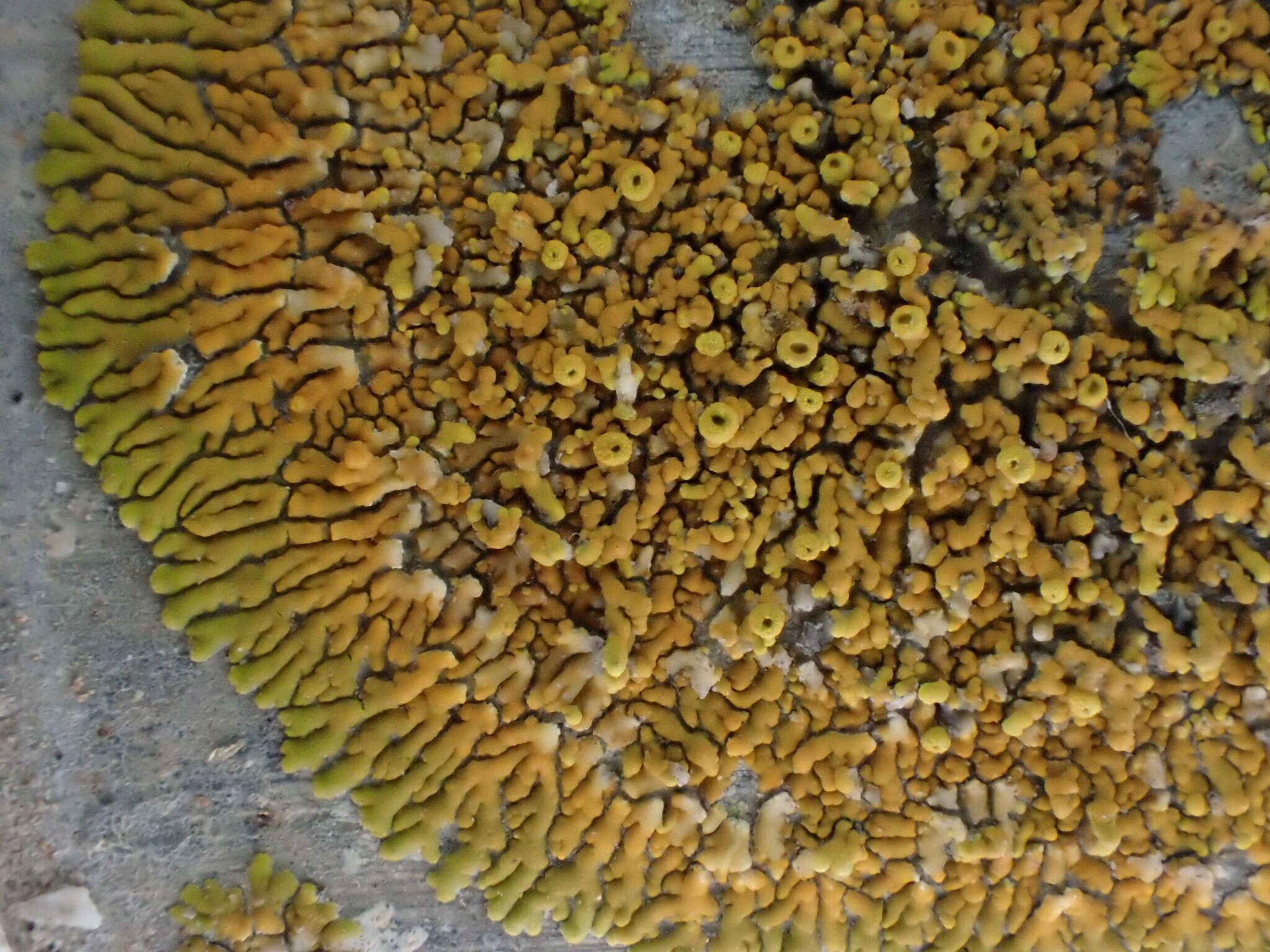 Image of Bratt's orange lichen