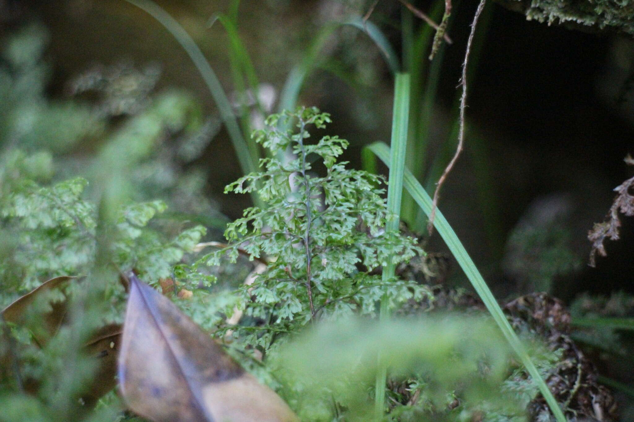 Image of Hymenophyllum paniculiflorum Presl