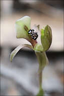 Imagem de Chiloglottis trapeziformis Fitzg.