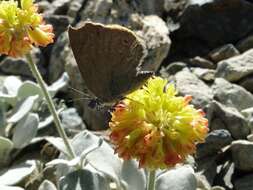 Image of Satyrium fuliginosa (Edwards 1861)