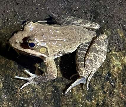 Image of Amietia tenuoplicata (Pickersgill 2007)