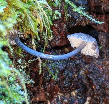 Image of Entoloma largentii Courtec. 1986