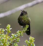 Image of Viridian Metaltail