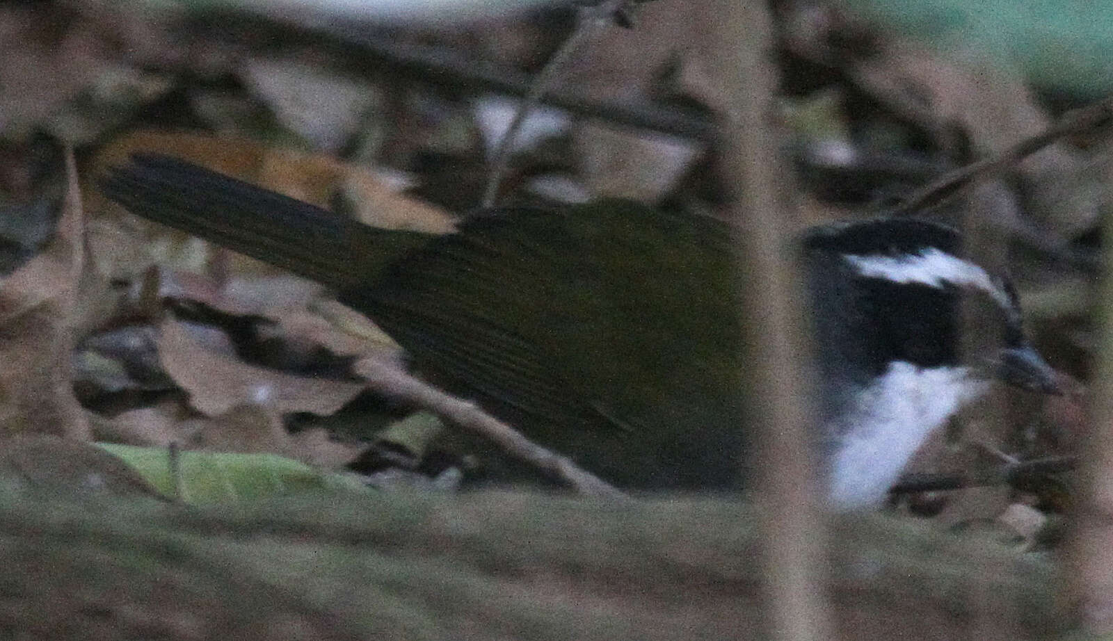 Image of Stripe-headed Brush Finch