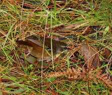 Image of White-browed Scrubwren