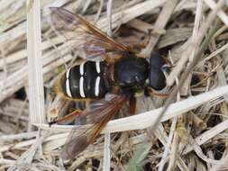 Image of Sericomyia lappona (Linnaeus 1758)