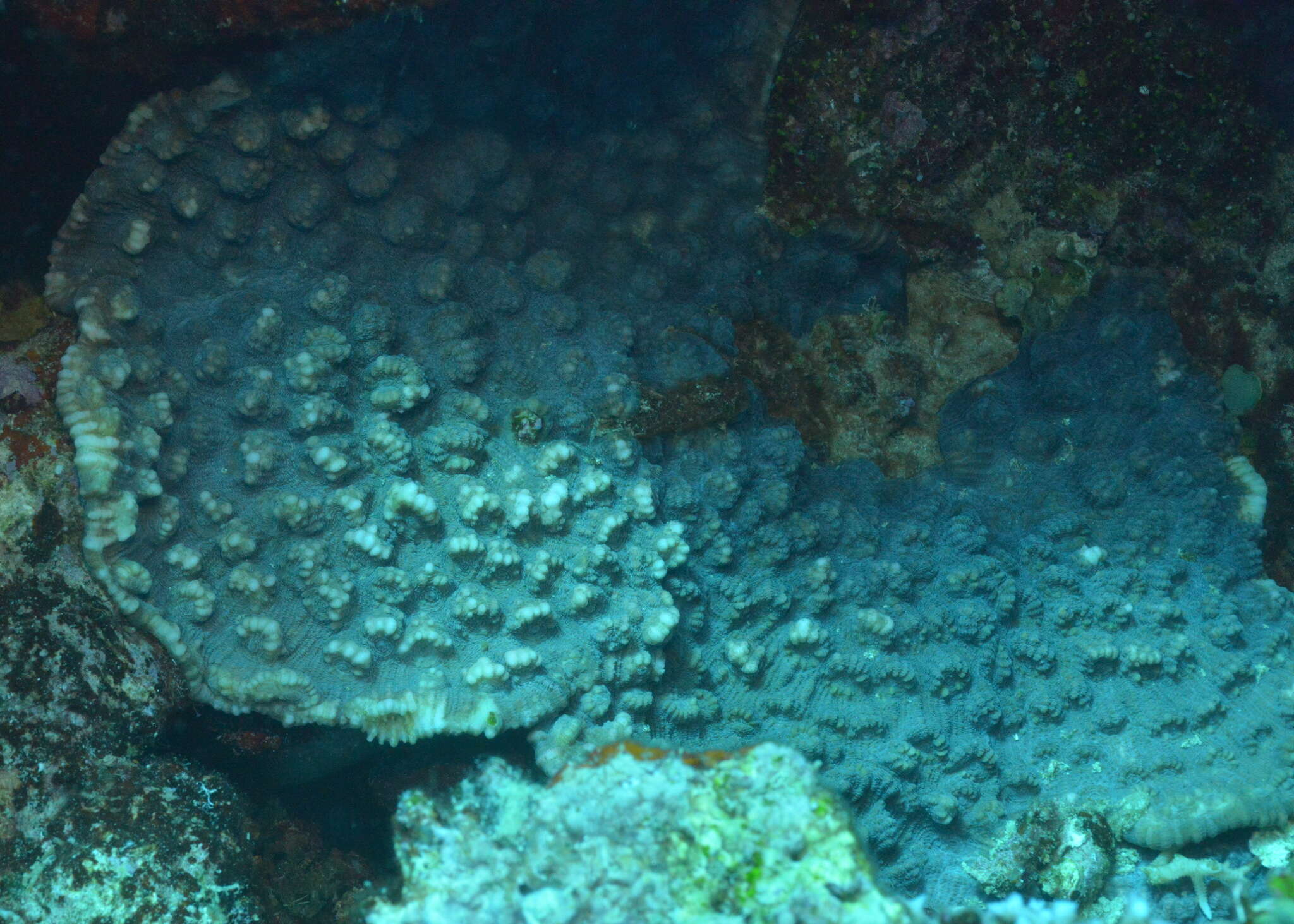 Image of Brown plating hard coral