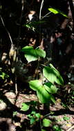 Image of Dioscorea dregeana (Kunth) T. Durand & Schinz