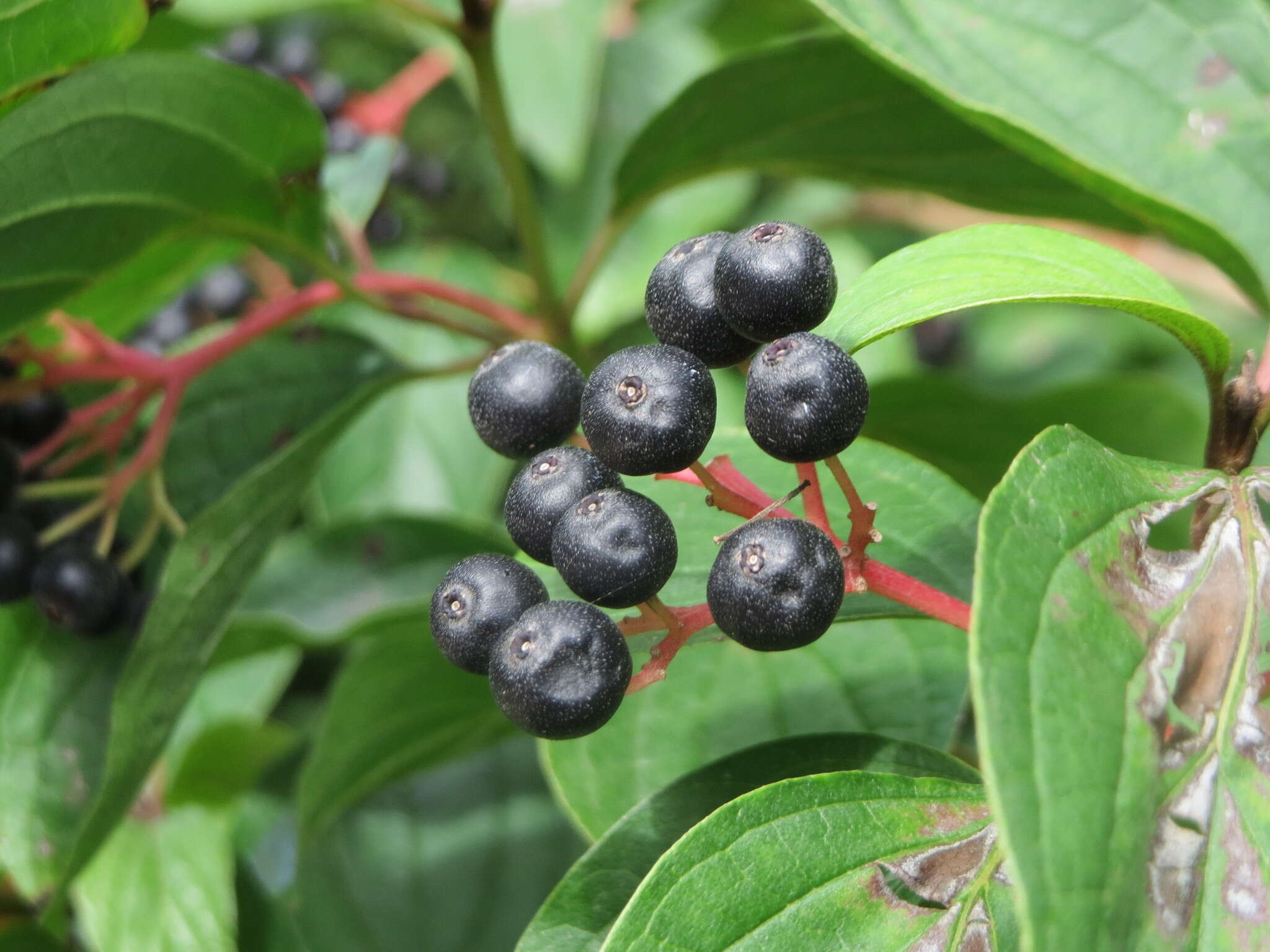 Imagem de Cornus sanguinea L.