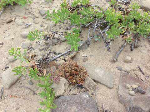 Image of Parish's broomrape