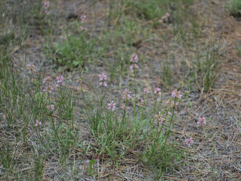 Image de Penstemon peckii Pennell