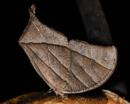 Image of Caerois gerdrudtus Fabricius 1793