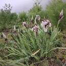Iris korolkowii Regel resmi